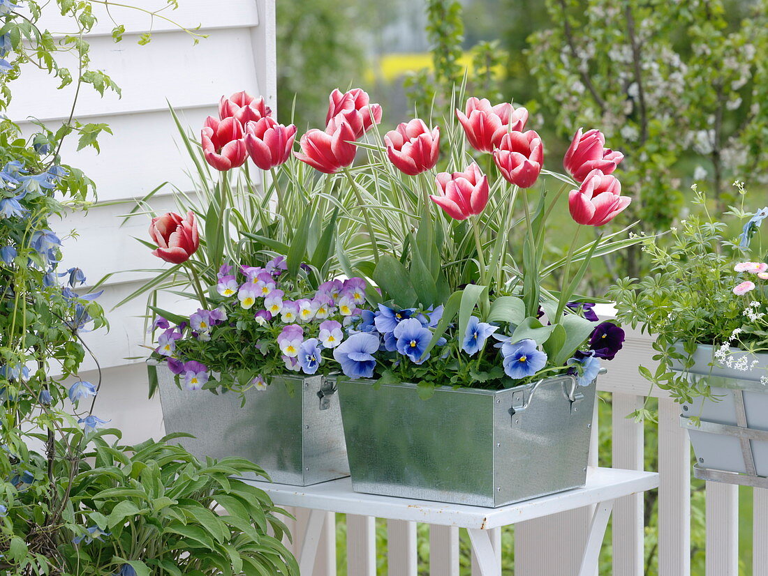 Tulipa 'Leen van der Mark' (Tulpen), Viola wittrockiana (Stiefmütterchen)