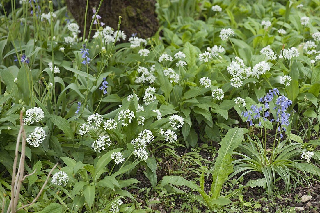 Allium ursinum (Bärlauch)