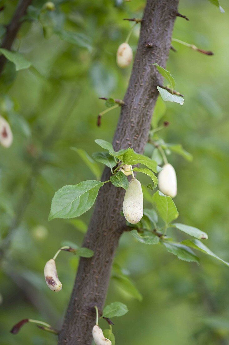 Narrenkrankheit, Taschenkrankheit an Zwetschge (Prunus domestica)