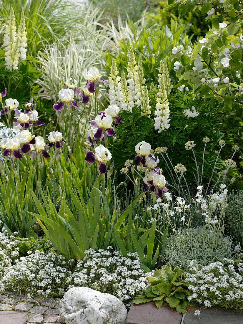 Iris Barbata elatior 'Wabash' (Hohe Bart-Iris), Lupinus polyphyllus 'Fräulein'