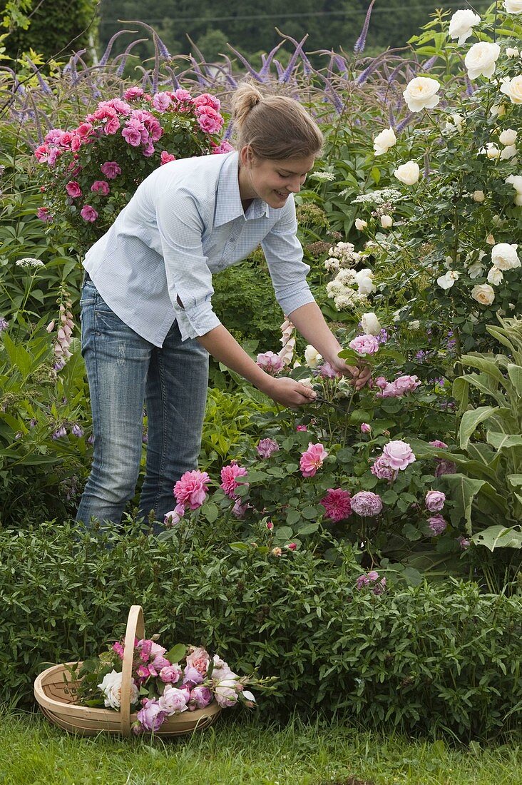 Junge Frau schneidet Rosen und bindet einen Strauß 1/3