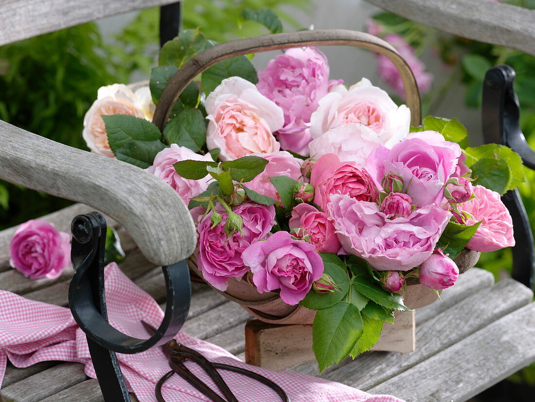 Korb mit frisch geschnittenen Rosa (Rosen) auf Stuhl