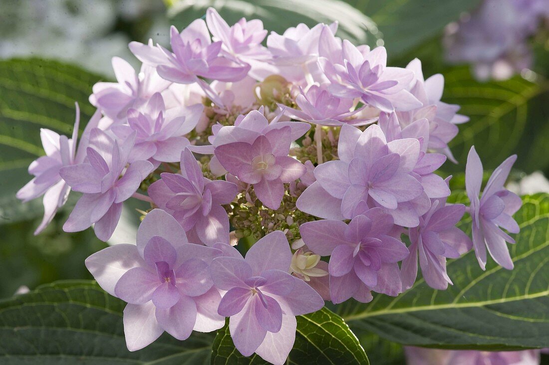 Hydrangea 'You and Me Forever' (Hortensie)