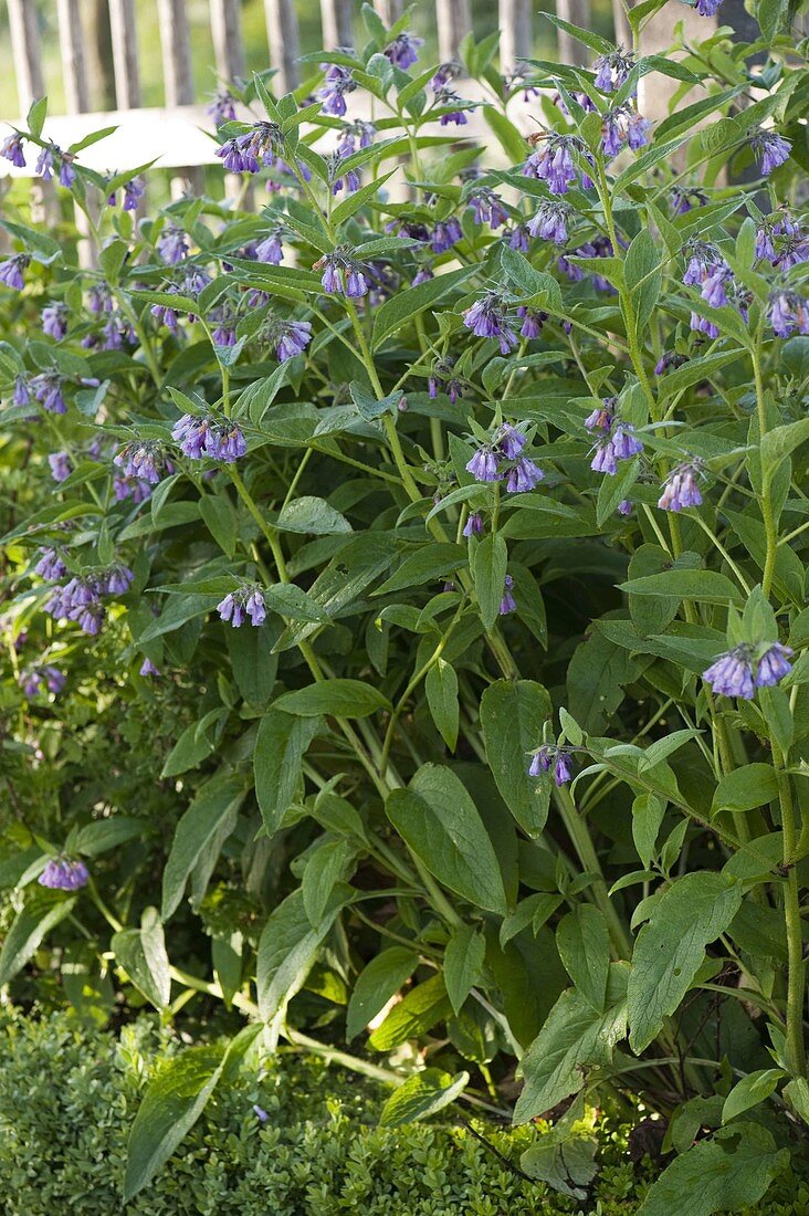 Symphytum officinale (Beinwell)