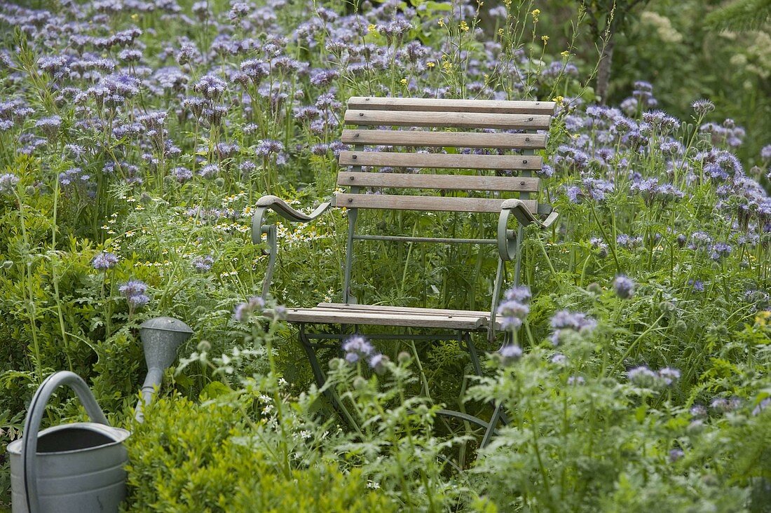 Chair in bee pasture flower meadow