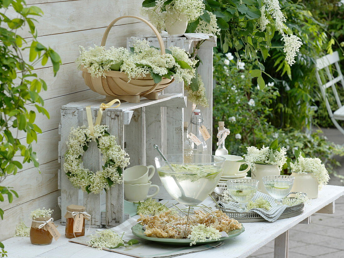 Elderflower festival with freshly cut Sambucus nigra flowers