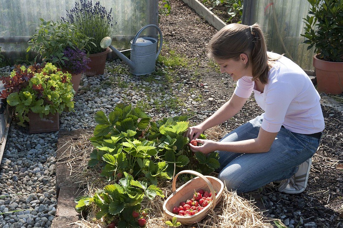 Junge Frau pflückt Erdbeeren (Fragaria ananassa) im Beet