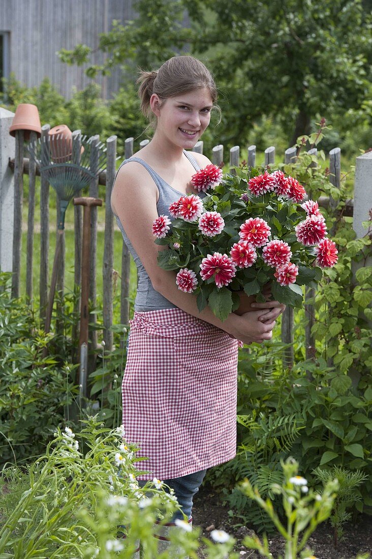 Junge Frau mit Dahlia 'Duet' (Schmuckdahlie) im Topf