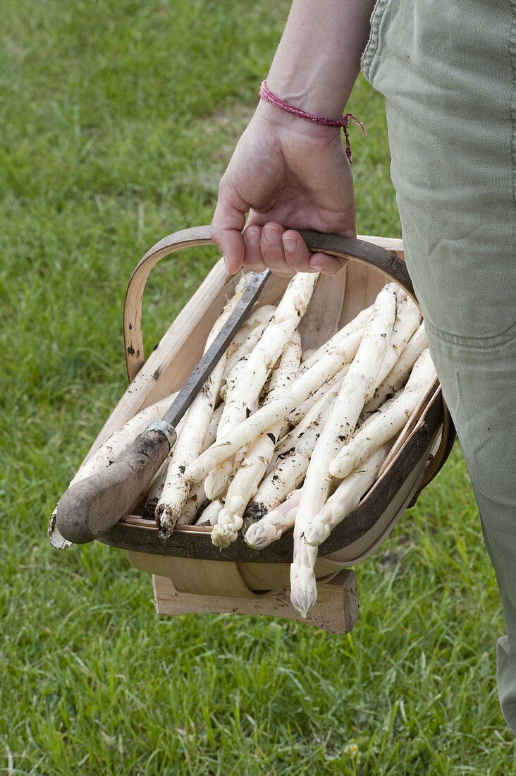 Frisch geernteter Spargel (Asparagus) im Spankorb, Spargelstecher