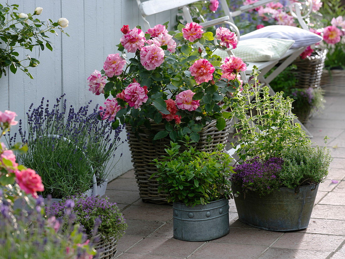 Rosa ' Henri Matisse ' (Malerrose), öfterblühend, starker Duft