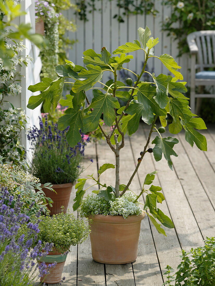 Ficus carica (Echte Feige)