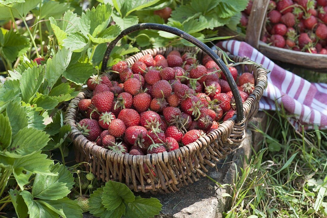 Korb mit frisch gepflückten Erdbeeren (Fragaria ananassa)
