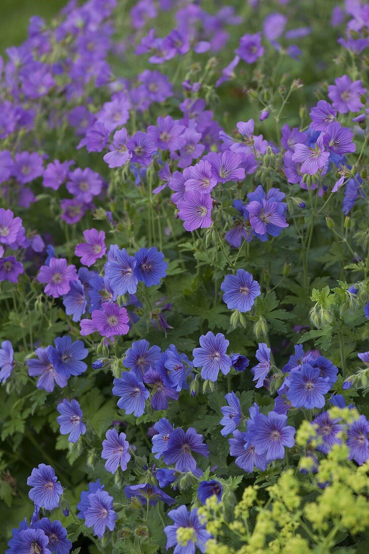 Geranium pratense 'Johnson's Blue' , gracile 'Sirak' (Storchschnabel)