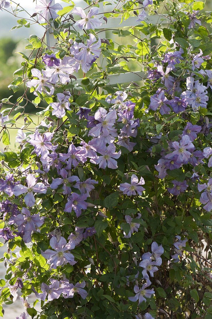 Clematis integrifolia 'Juuli' (perennial shrub)