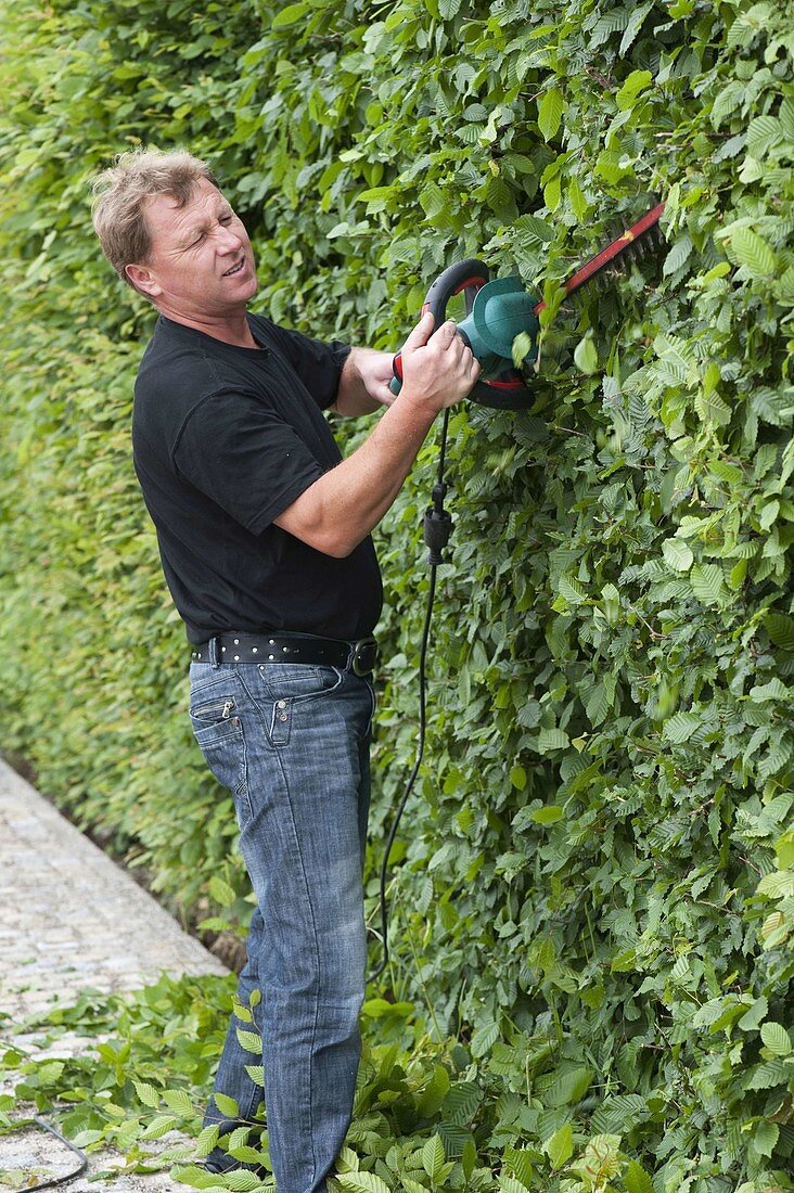 Man cutting hornbeam hedge with electric hedge trimmer