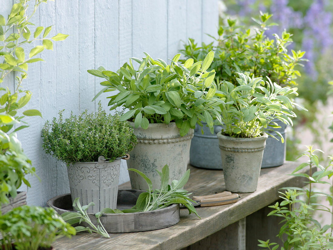 Thyme, sage on wooden bench