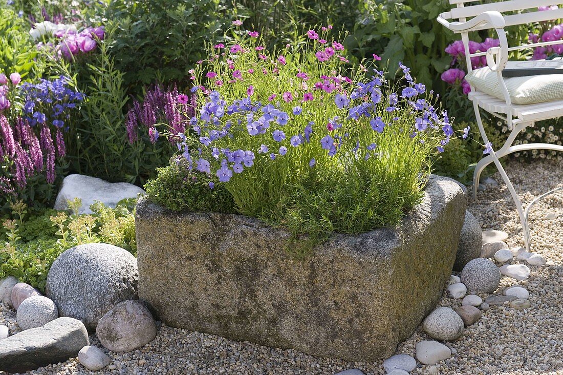 Steintrog bepflanzt mit Silene coeli-rosa (Himmelsröschen), Thymian (Thymus)