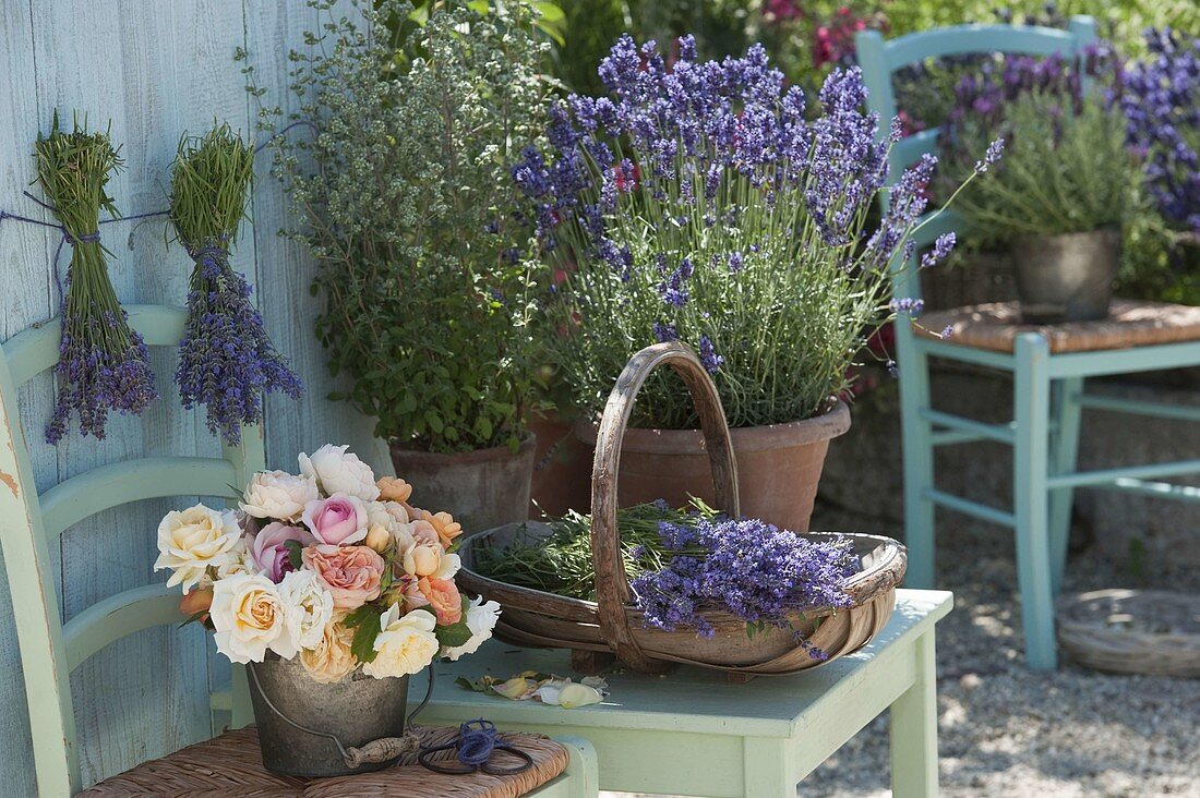 Herb terrace with lavender 'Hidcote Blue' (Lavandula)