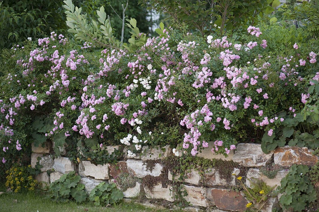 Pink 'The Fairy' (ground cover rose) on drywall