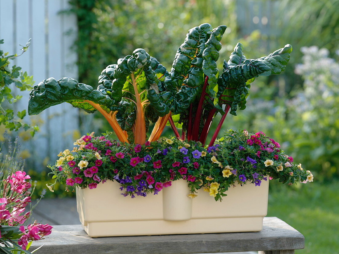 Frau pflanzt Wasserspeicherkasten mit Blumen und Gemüse 2/2