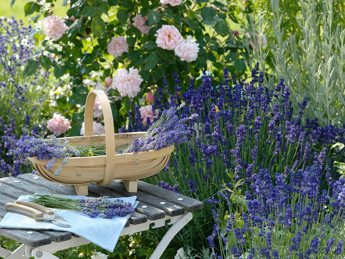 Basket of freshly cut lavender 'Hidcote Blue'