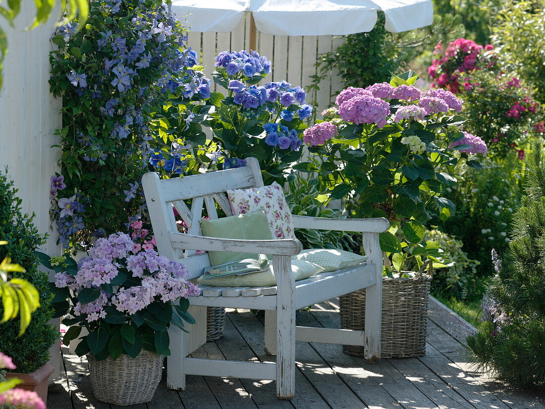 Clematis 'Juuli' (Clematis), Hydrangea macrophylla (Hydrangea)