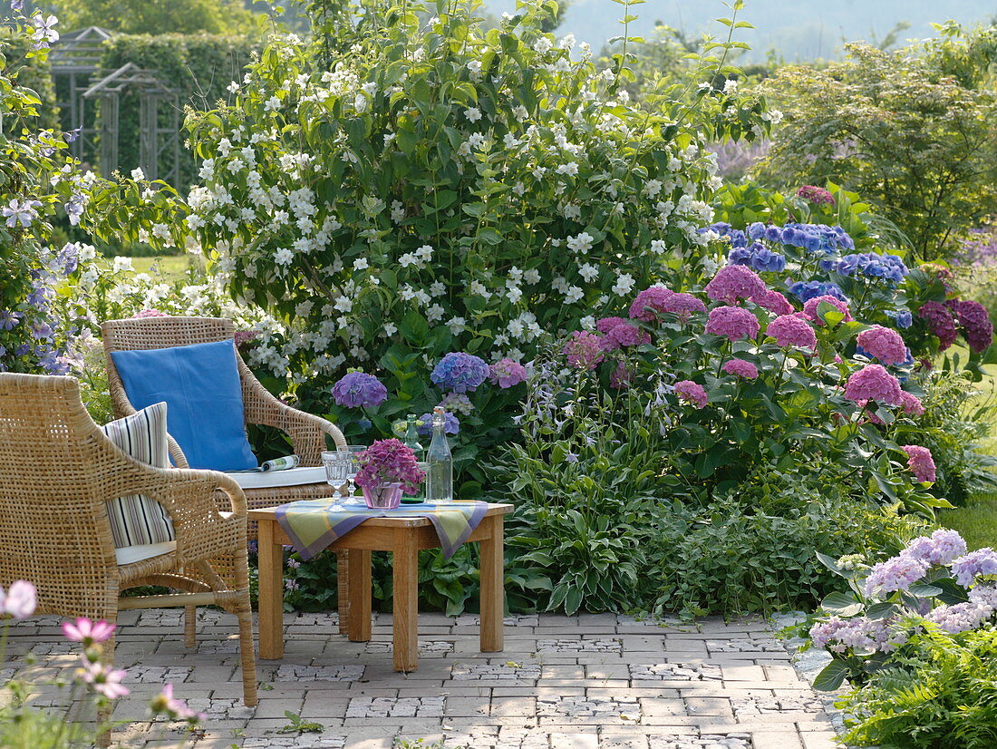 Hydrangea macrophylla (Hortensien), Philadelphus coronarius