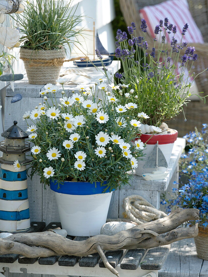 Argyranthemum, Lavandula 'Hidcote Blue' maritime