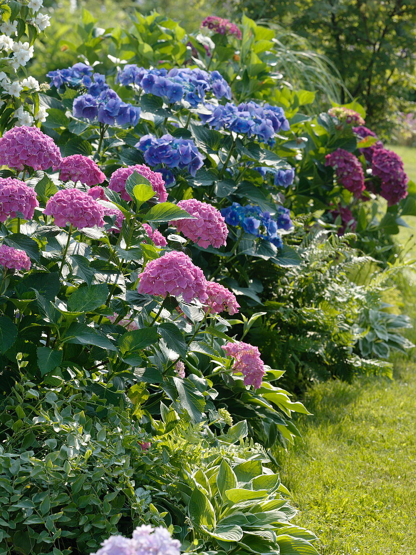 Halbschatten - Beet : Hydrangea macrophylla (Hortensien), Vinca major