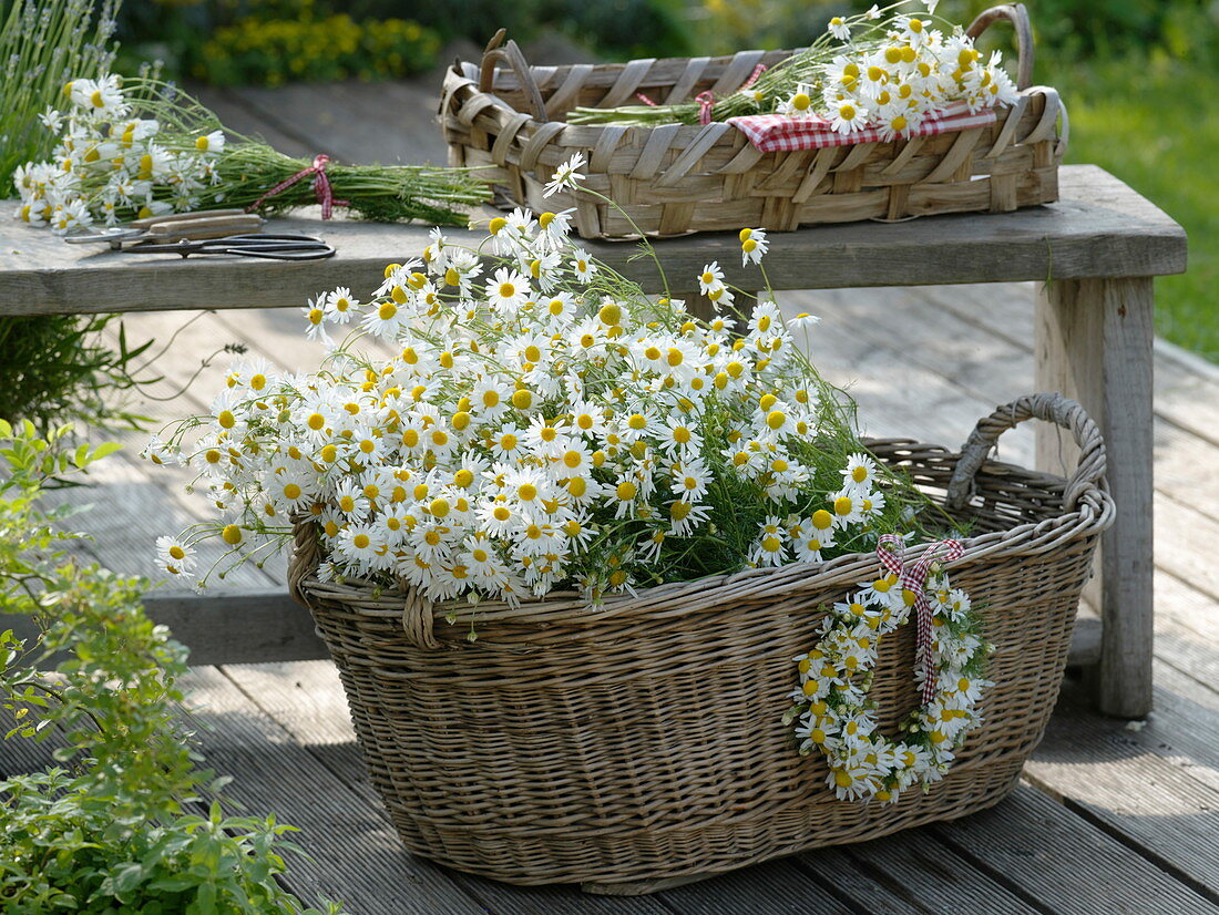 Freshly picked camomile in a large laundry basket