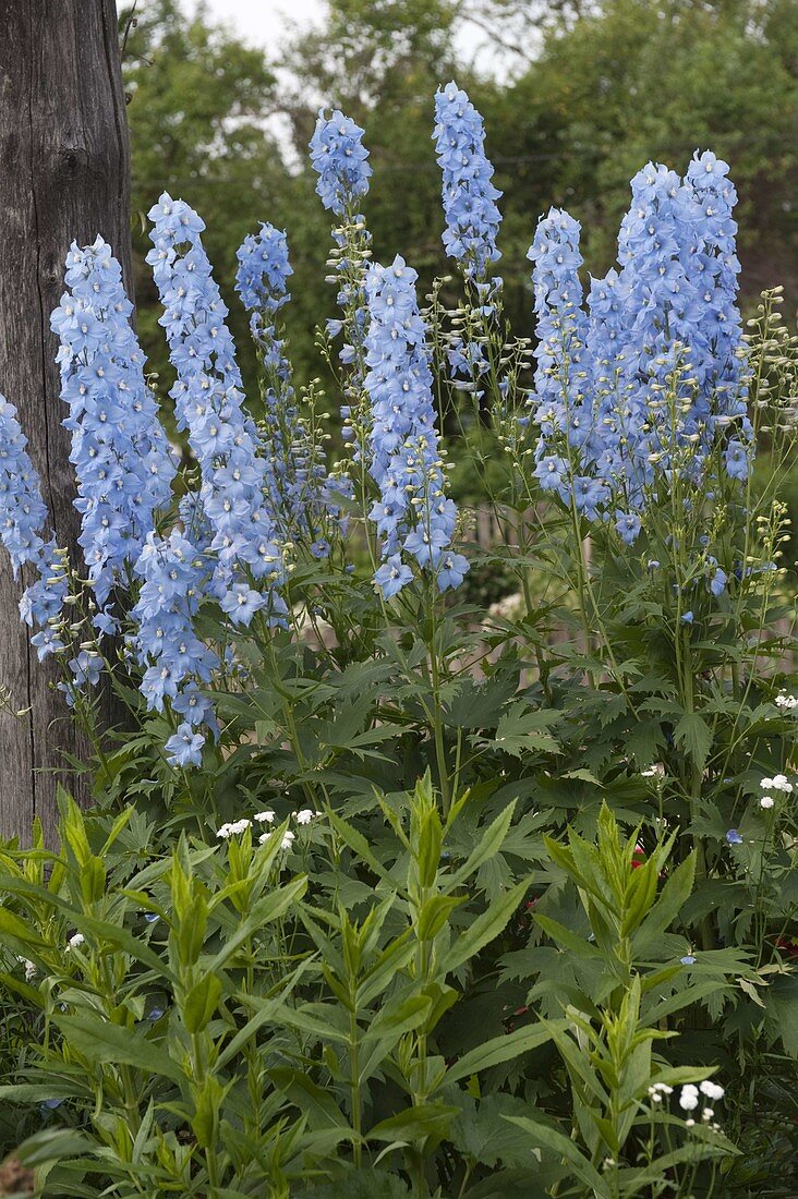 Delphinium x cultorum 'Magic Fountains Blue' (Rittersporn)