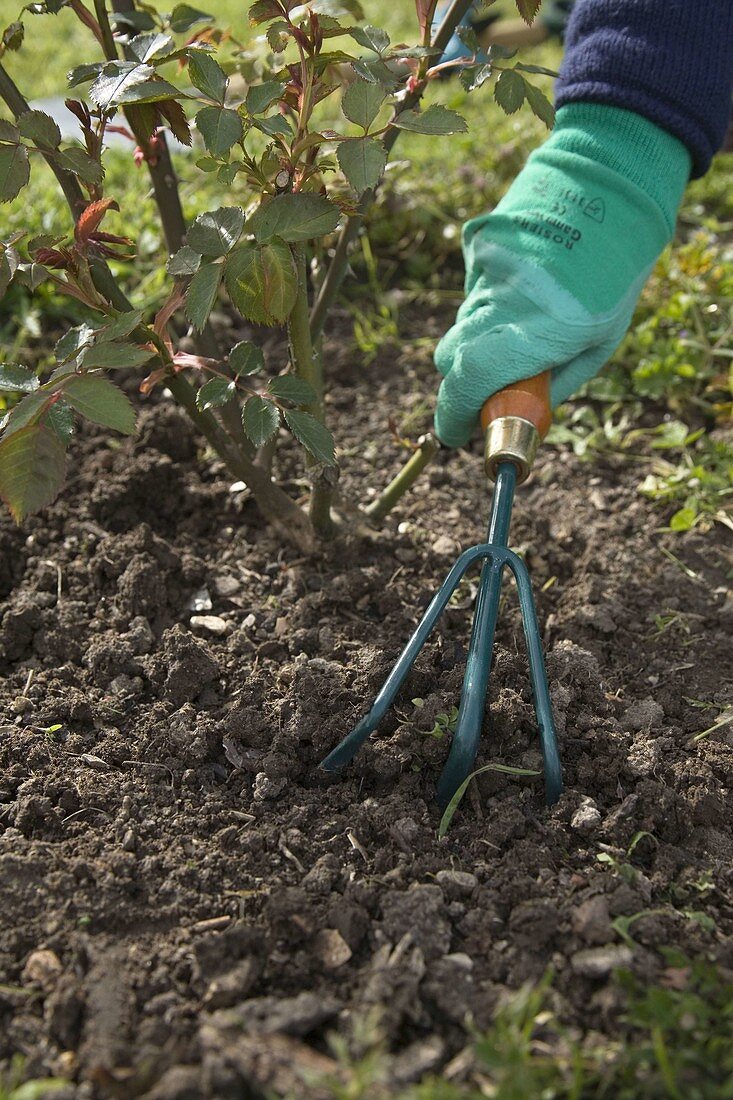 Erde um Rosa (Rosen) mit kleiner Kralle lockern