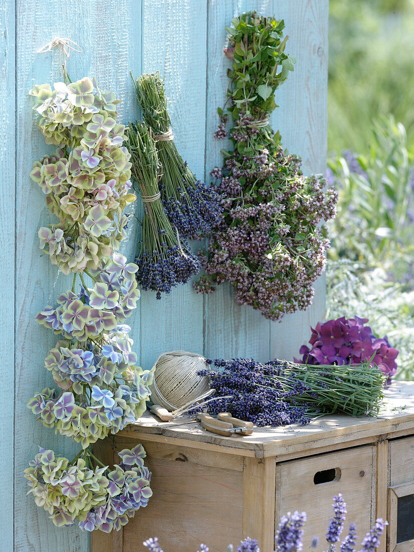 Blüten von Hydrangea (Hortensie), Lavendel (Lavandula), Oregano