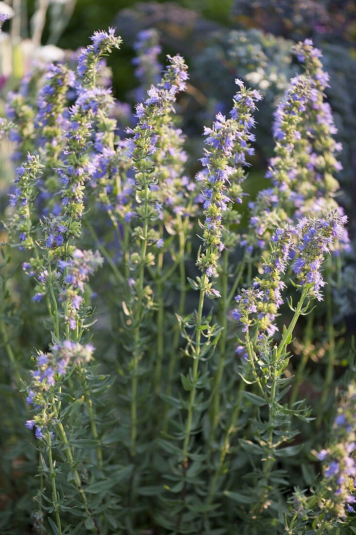 Ysop (Hyssopus officinalis) mit blauen Blüten