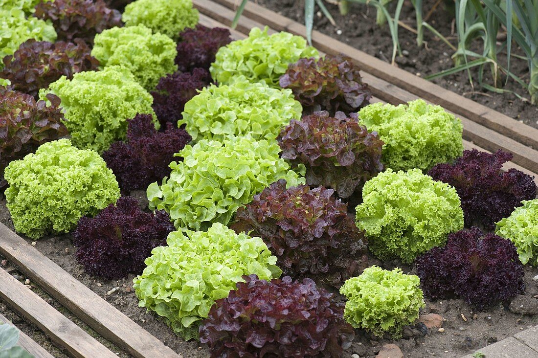 Decorative salads planted in oblique rows
