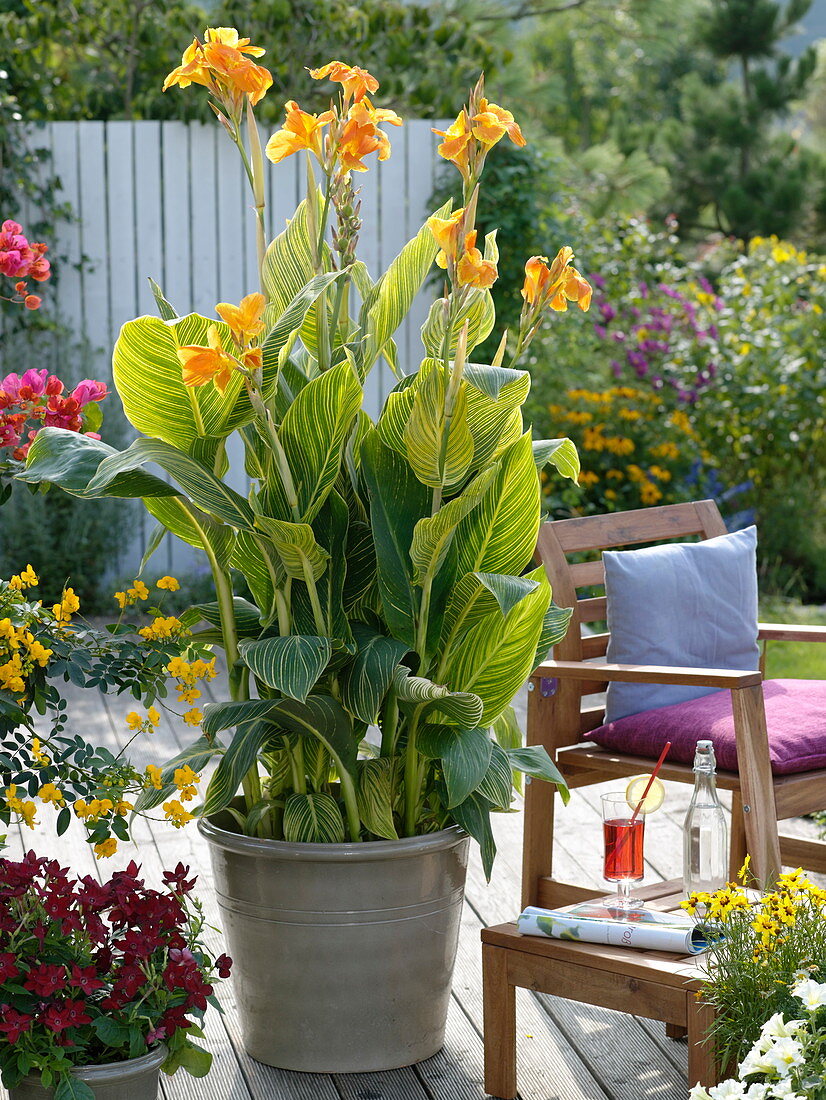 Canna indica with yellow variegated leaves