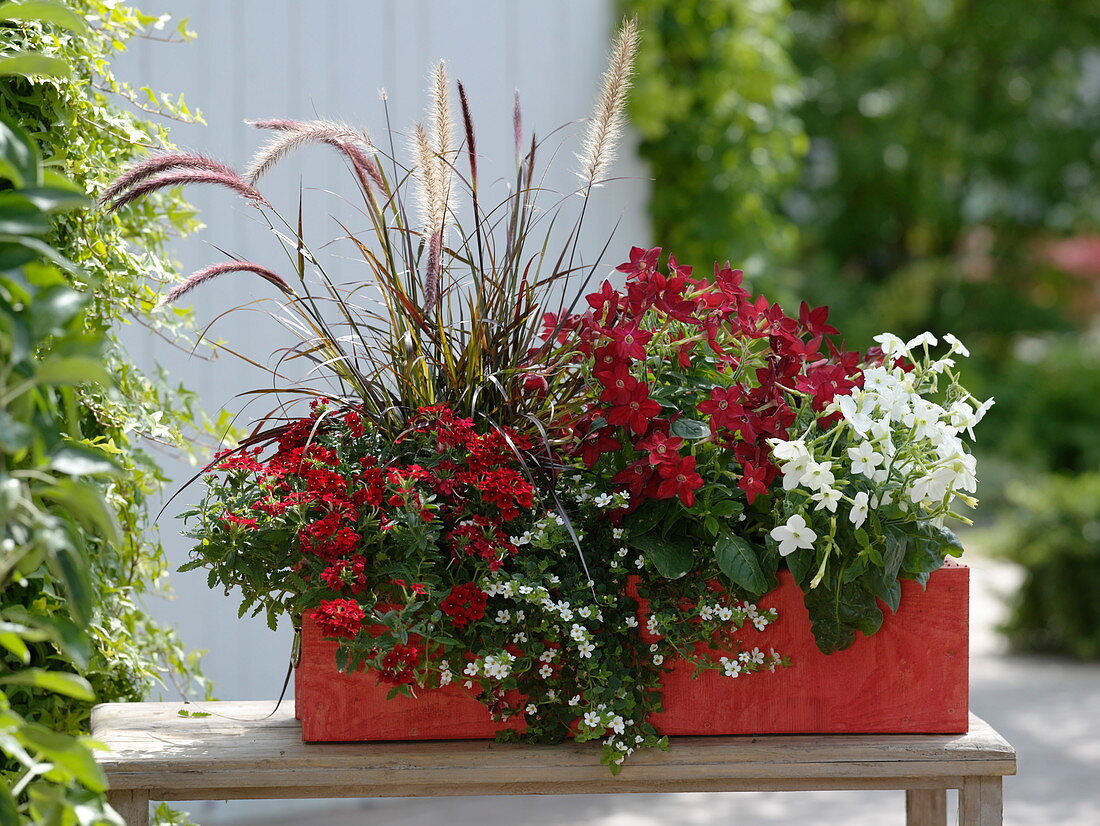 Red-white Box, Verbena Estrella 'Voodoo Red', Pennisetum