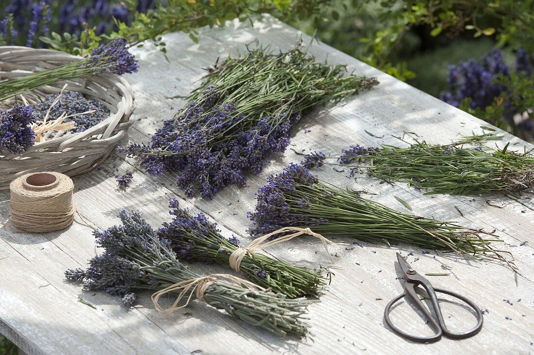Lavendel - Sträuße zum trocknen vorbereiten
