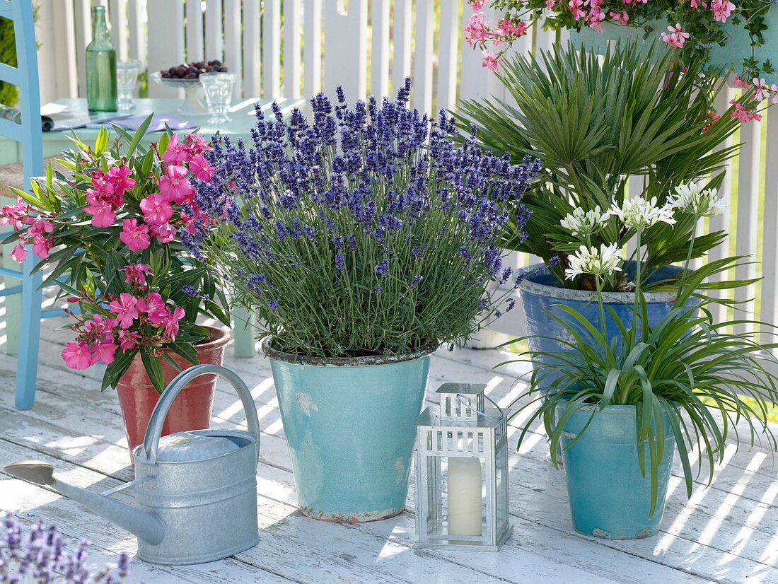 Lavendel 'Hidcote Blue' (Lavandula), Nerium oleander (Oleander)
