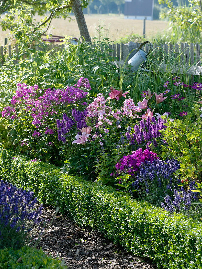 Blue-pink-purple-pink-scented-bed in the cottage garden