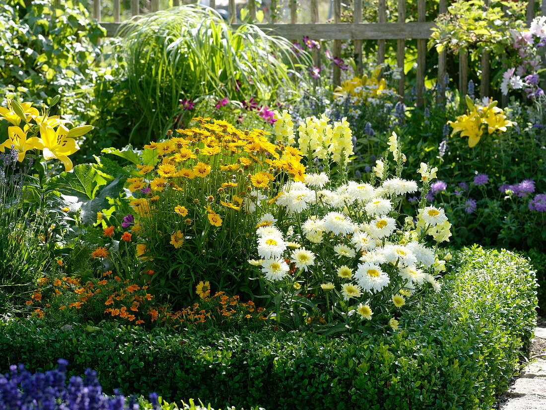 Yellow and white bed in the cottage garden