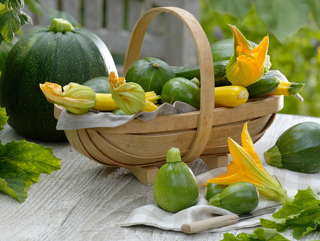 Freshly harvested zucchini varieties in the basket