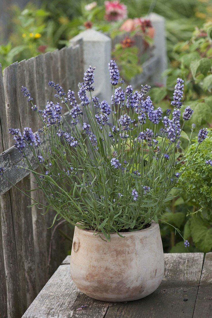 Lavender 'Aromatic Blue' (Lavandula) in a terracotta pot