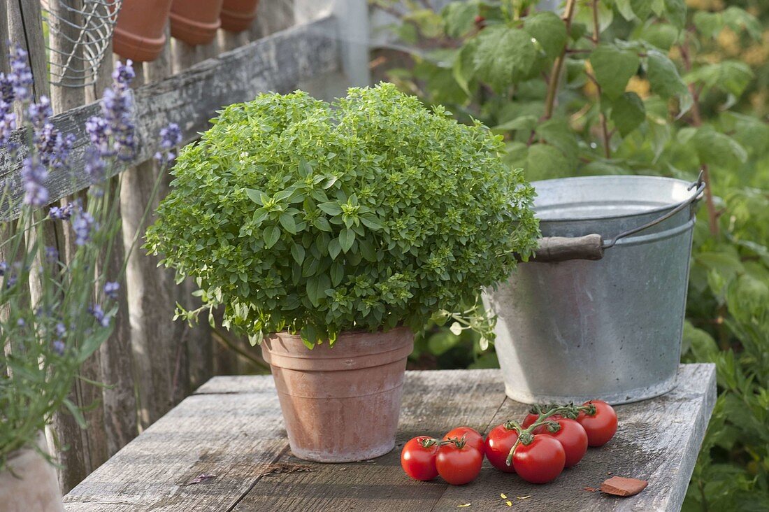 Mini - Basilikum 'Picolino' (Ocimum) in Tontopf, reife Tomaten