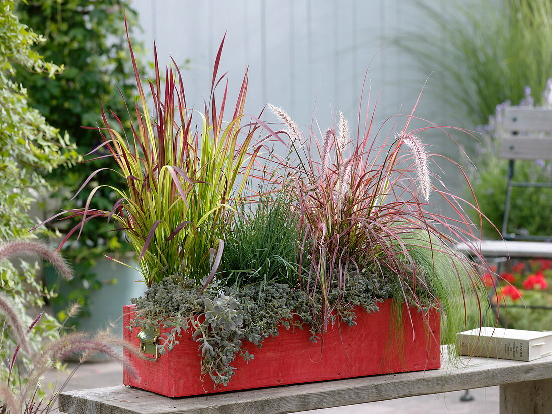 Various grasses and sedum in red wooden box