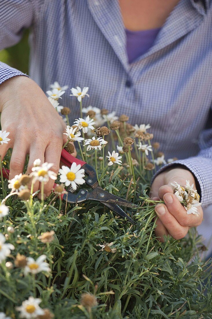 Frau schneidet Argyranthemum (Margerite) zurück