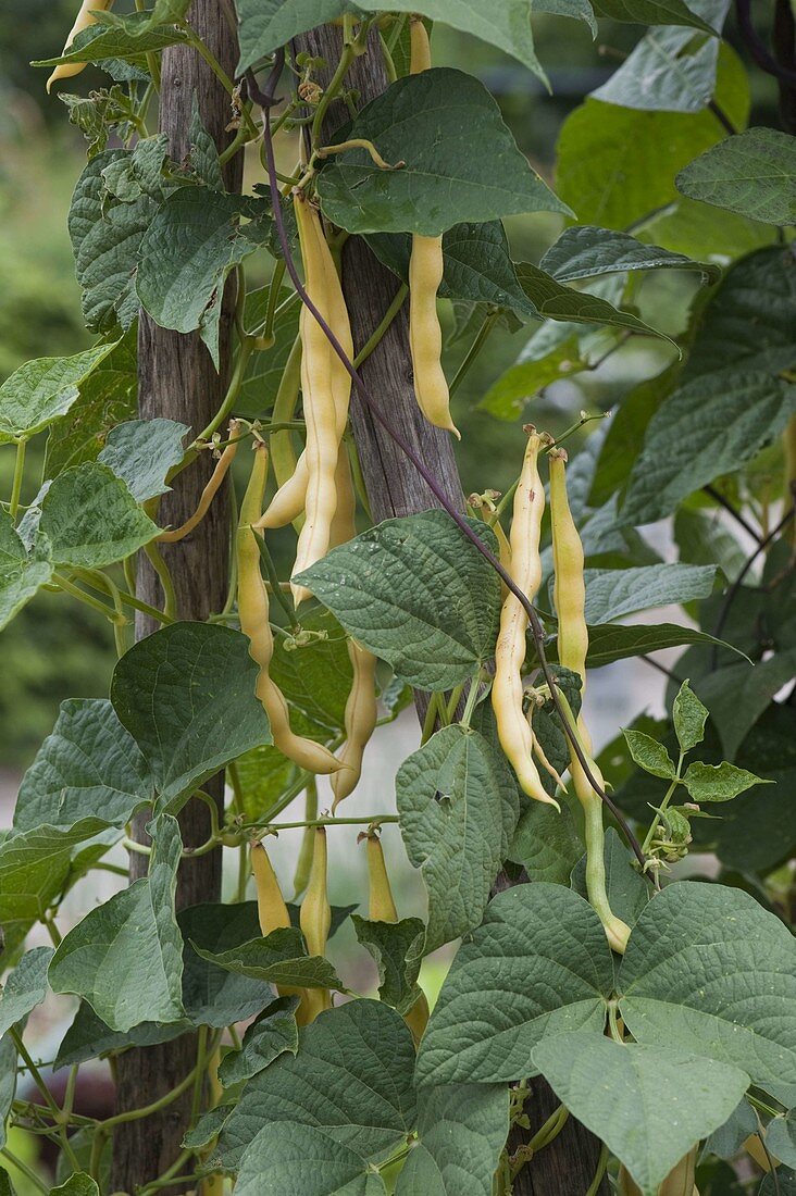 Stangenbohne 'Neckargold' (Phaseolus vulgaris)