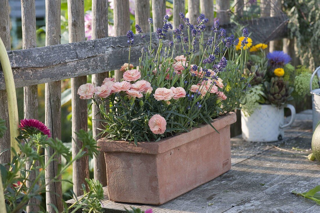 Dianthus caryophyllus 'Peach' (Nelken) und Lavendel 'Hidcote Blue'