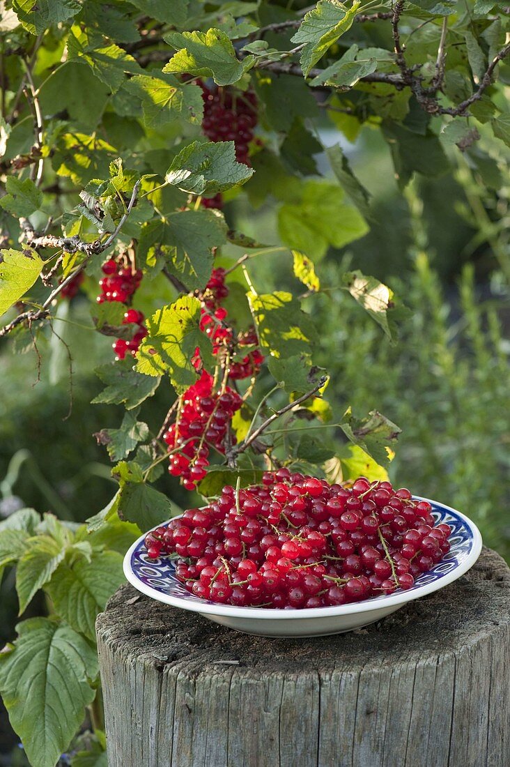 Freshly picked redcurrants (ribes) on