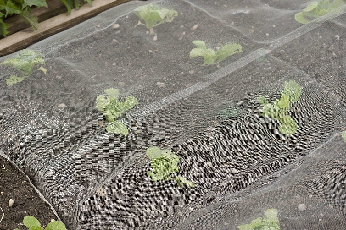 Young Chinese cabbage (Brassica) plants under protective fleece